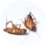 cockroaches laid upside down