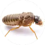 termite looking to the front