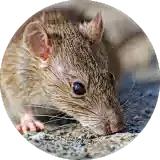 rat biting a sofa