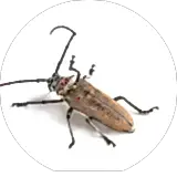wood borer pest control service at doorstep