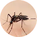 mosquito pest control service at house