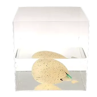 Giant hatching egg in container of water starting to hatch