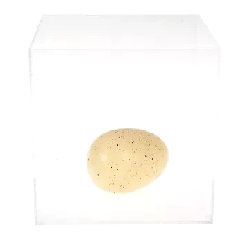 Giant hatching egg in container of water