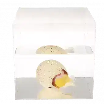 Giant hatching egg in container of water starting to hatch