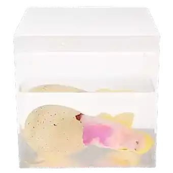 Giant hatching egg in container of water with fairy appearing