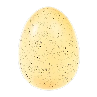 Sharks giant hatching egg