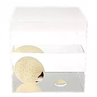 Giant hatching egg in container of water starting to hatch