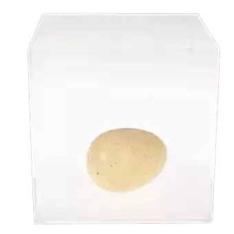 Giant hatching egg in container of water