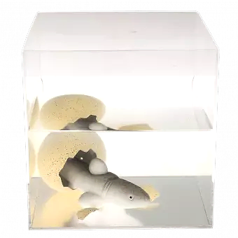 Giant hatching egg in container of water with shark appearing