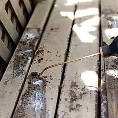 Wood Borer Control Services