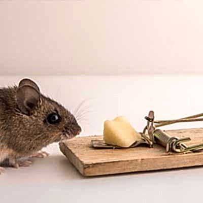 Rodent Pest Control Services