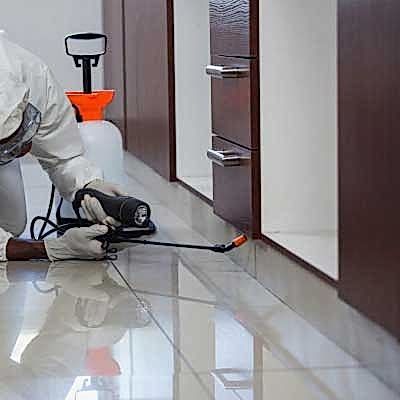 Ant Control Services