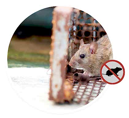 rat in cage rat in cage