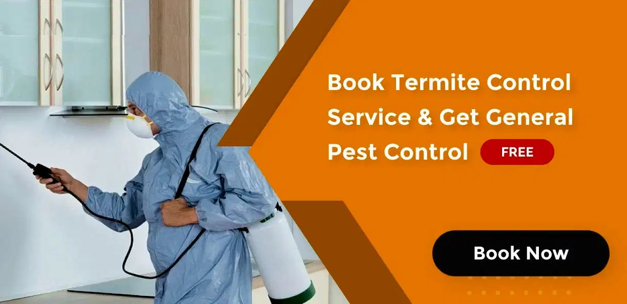 Combo pest control offer